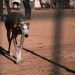 Tras votación contra las carreras de perros, expertos llaman a modernizar la legislación sobre bienestar animal