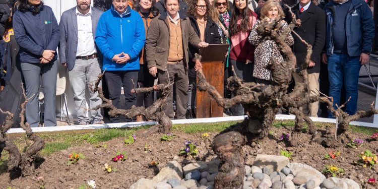 Parras de casi 200 años vuelven a echar raíces en el corazón del Maule
