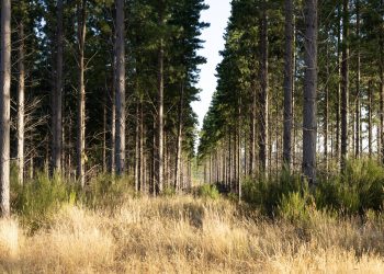 Investigación aporta para enfrentar la degradación de ecosistemas y los efectos de la sequía