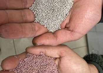 Peletizado: un abrigo de bacterias nativas para convertir el secano en una tierra fértil