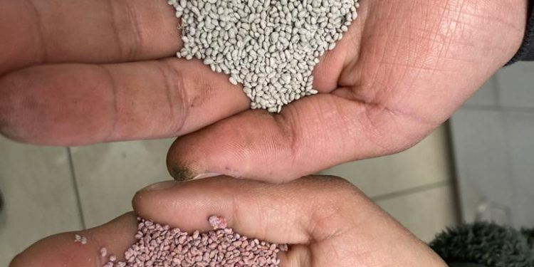 Peletizado: un abrigo de bacterias nativas para convertir el secano en una tierra fértil