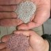 Peletizado: un abrigo de bacterias nativas para convertir el secano en una tierra fértil