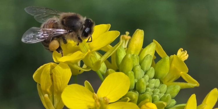 Talca se transformará en epicentro de la sanidad, innovación y gestión apícola