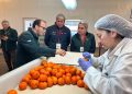 Con récord de cajas inspeccionadas cierra temporada 2025-2026 de Sitio Teno SAG/USDA