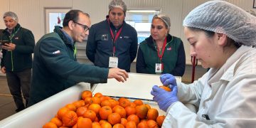 Con récord de cajas inspeccionadas cierra temporada 2025-2026 de Sitio Teno SAG/USDA