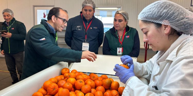 Con récord de cajas inspeccionadas cierra temporada 2025-2026 de Sitio Teno SAG/USDA