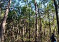 Satélites revelan que solo tres bosques permanecen intactos en la costa del Maule