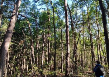 Satélites revelan que solo tres bosques permanecen intactos en la costa del Maule