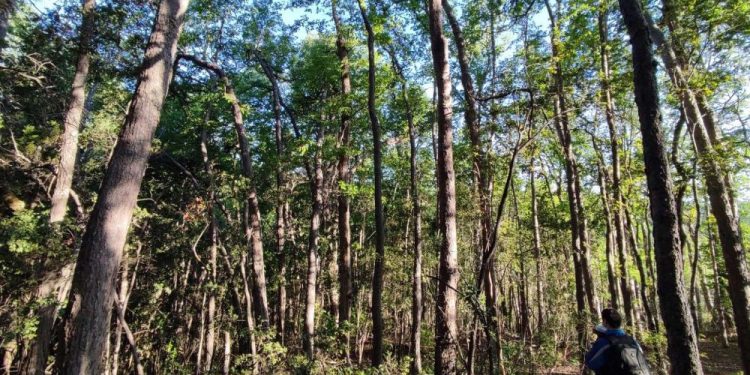 Satélites revelan que solo tres bosques permanecen intactos en la costa del Maule