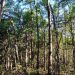 Satélites revelan que solo tres bosques permanecen intactos en la costa del Maule