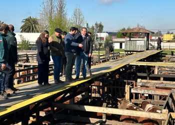 Autoridades acompañan fiscalización en feria ganadera de Talca