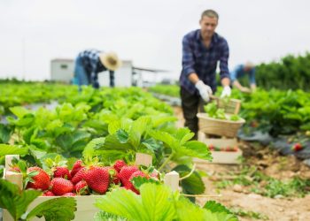 CITAGRO: el nuevo centro científico que abordará los desafíos críticos del sistema agroalimentario chileno