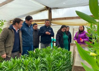 Gobierno Regional del Maule e INDAP fortalecen el riego en predios de pequeños productores con ERNC