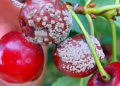 Aceite de semillas de uva ozonizado: la apuesta del Maule para proteger las cerezas de los hongos
