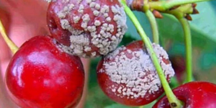 Aceite de semillas de uva ozonizado: la apuesta del Maule para proteger las cerezas de los hongos