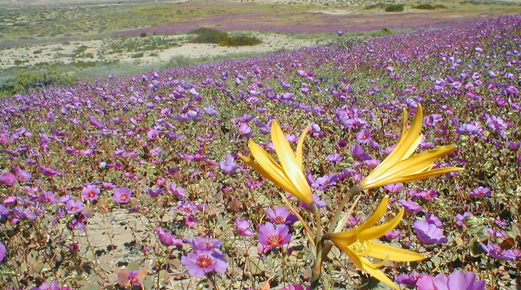 Equinoccio de primavera: especialistas aclaran qué es verdad y qué es mito