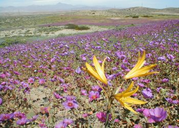 Equinoccio de primavera: especialistas aclaran qué es verdad y qué es mito