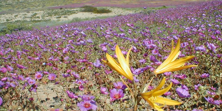 Equinoccio de primavera: especialistas aclaran qué es verdad y qué es mito