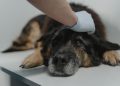 Veterinarios advierten aumento de casos de distemper y llaman a reforzar la vacunación de perros