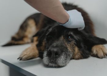 Veterinarios advierten aumento de casos de distemper y llaman a reforzar la vacunación de perros