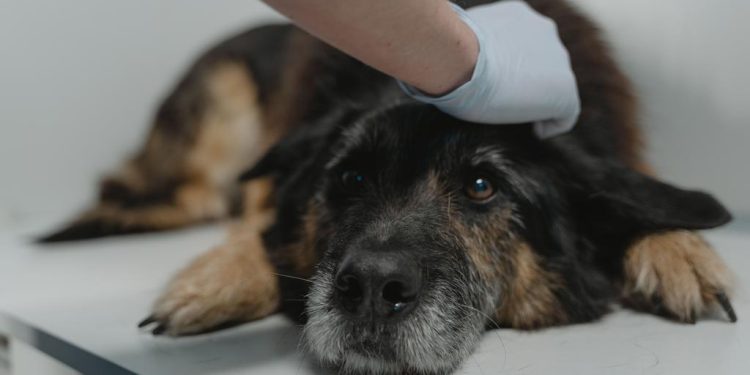 Veterinarios advierten aumento de casos de distemper y llaman a reforzar la vacunación de perros