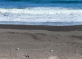 Tragedia ambiental en el Maule: Denuncian penalmente la muerte de 57 pingüinos en costa de Chanco, Pelluhue y Curepto