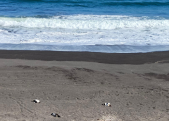 Tragedia ambiental en el Maule: Denuncian penalmente la muerte de 57 pingüinos en costa de Chanco, Pelluhue y Curepto