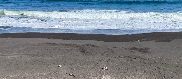 Tragedia ambiental en el Maule: Denuncian penalmente la muerte de 57 pingüinos en costa de Chanco, Pelluhue y Curepto