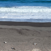 Tragedia ambiental en el Maule: Denuncian penalmente la muerte de 57 pingüinos en costa de Chanco, Pelluhue y Curepto
