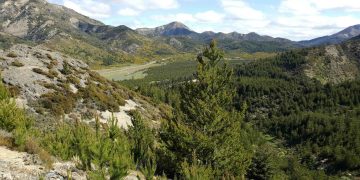 Estudio revela que pinos fuera de su hábitat natural crecen más y toleran mejor la sequía