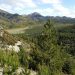 Estudio revela que pinos fuera de su hábitat natural crecen más y toleran mejor la sequía