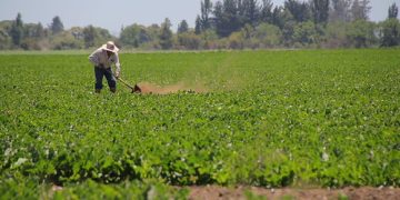 Informan sobre normativa migratoria laboral de cara a las cosechas en el Maule