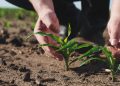 Siguen las alertas sobre el empleo maulino por la baja del sector agrícola