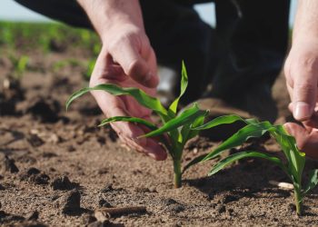 Siguen las alertas sobre el empleo maulino por la baja del sector agrícola
