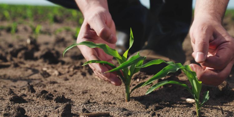 Siguen las alertas sobre el empleo maulino por la baja del sector agrícola