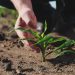 Siguen las alertas sobre el empleo maulino por la baja del sector agrícola