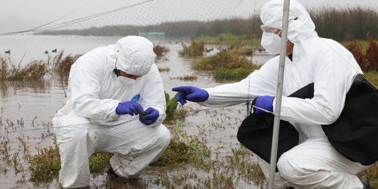 Fenómeno de El Niño y caso de influenza aviar en Perú elevan la alerta del SAG y refuerzan la vigilancia sanitaria