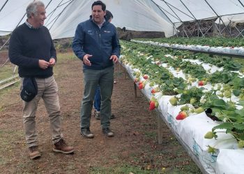 Seremi de Agricultura destaca avances de proyecto de investigación que apoya a los frutilleros del Maule