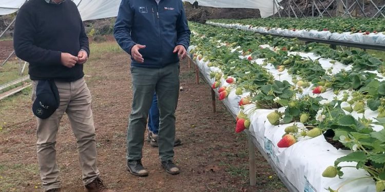 Seremi de Agricultura destaca avances de proyecto de investigación que apoya a los frutilleros del Maule