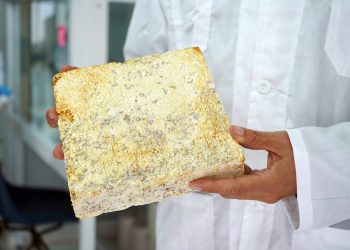Gobierno del Maule y UCM desarrollan innovador proyecto que transforma hongos y residuos en materiales sustentables