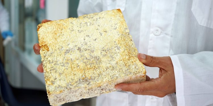 Gobierno del Maule y UCM desarrollan innovador proyecto que transforma hongos y residuos en materiales sustentables