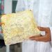 Gobierno del Maule y UCM desarrollan innovador proyecto que transforma hongos y residuos en materiales sustentables